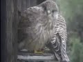 Meeting at the nest box