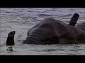 Elephant whales