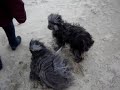 Pyrenean  shepherd Tjorven and bichon Havanese another fun da