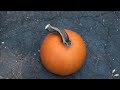 Optotronics RPL-425 Green laser vs Pumpkin & M-80 dynamite explosion