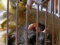 Spanish canary timbrado discontinuo 2008 Spanish canary timbrado discontinuo 2008