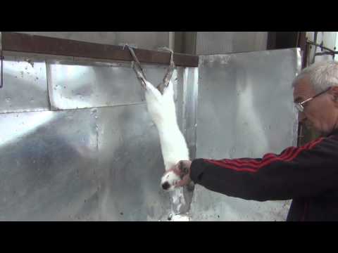 Забой животных в домашних условиях видео