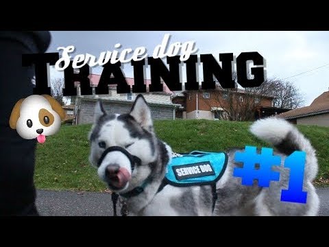 video-linktoworks-Service Dog Training #1 - The Basics!