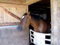 Desi the nodding horse