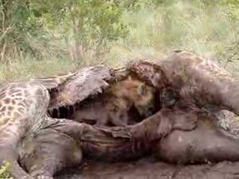 Hyena Eating Giraffe