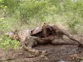 Hyena Eating Giraffe