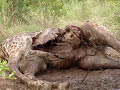 Hyena Eating Giraffe