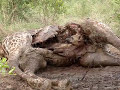 Hyena Eating Giraffe