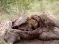 Hyena Eating Giraffe
