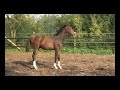 R colt