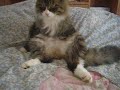 cat sitting on the bed.avi
