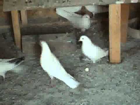 indian pigeon - pure indian breed.