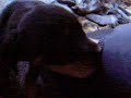 Rottweiler Babys Teil 3