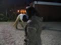 Lisje dressuur en sprongetje.avi Lisje dressuur en sprongetje.avi