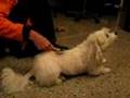 Perro chistoso