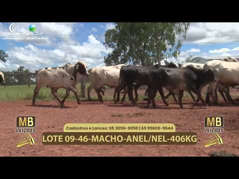 540� LEIL�O VIRTUAL MB LEIL�ES