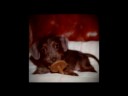 Small Breeds Dog - 04 Small Breeds Dog - 04