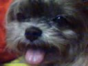 Shasha