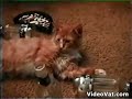 Drunken Cat Drunken Cat