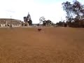 Tasha at the dog park