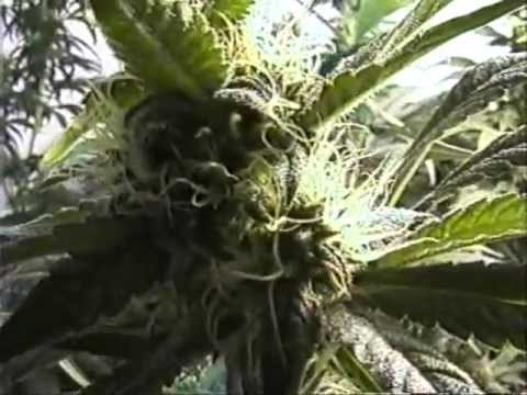 Marijuana - How to grow marijuana indoors. The most comprehensive Quality Indoor Marijuana Cultivation guide is BACK. Learn how to grow marijuana from beginner to vetera...