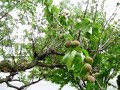 Apricots Apricots
