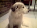 tessy ma border collie