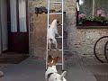 dog acrobat - pes akrobat