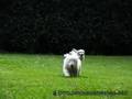 Royal Crest Golden Retriever Video n°3