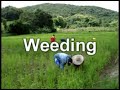 Rice Field