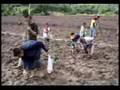 Rice Field