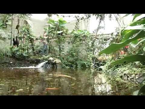 Schmetterlingshaus Jonsdorf  - Den Tropen ganz nah!