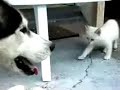 Re: Husky &amp; Kitten