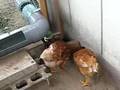 かたつむり動画11