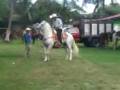videos de Tuxtepec Caballos de alta escuela tuxtepec