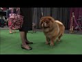 Purina - Westminster Kennel Club Highlights, Day One