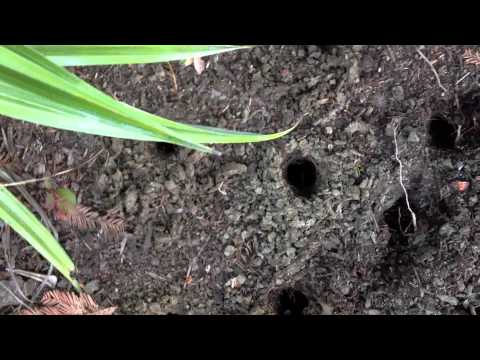 how to treat clay soil