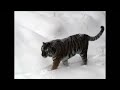 Love all the fun things they do in the snow! RT @mnzoo: Fun video of our animals enjoying the snow storm last week http://bit.ly/8Nk24V