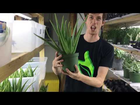 YouTube reptile video