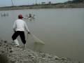 Catching fish 2