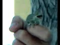 Feeding my newborn chameleon
