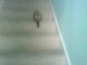 running ferret running ferret
