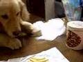 ポテト強奪犬COCO
