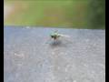 videos de Dance of the Tiny Green Fly