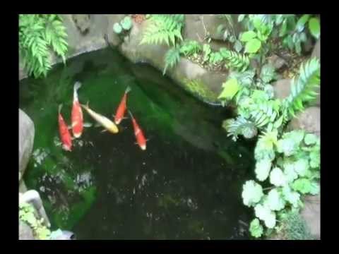 how to get rid of algae in koi pond