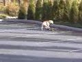 Dog Grindin\
