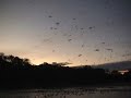 Duck Hunting - Ringneck Heaven