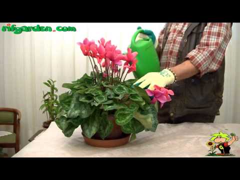 how to fertilize container plants