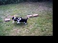 Puppies playing Puppies playing
