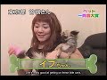 Japanese dog tricks
